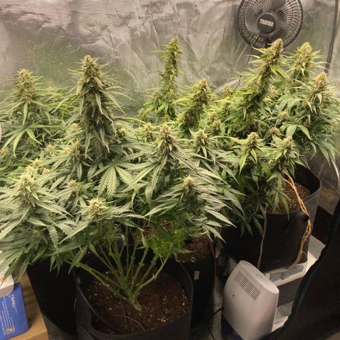 Wazilah growlog timeline photo
