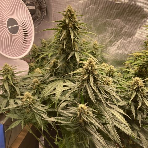 Wazilah growlog timeline photo