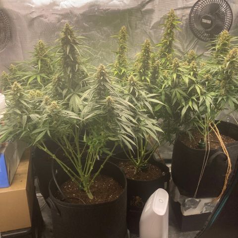 Wazilah growlog timeline photo
