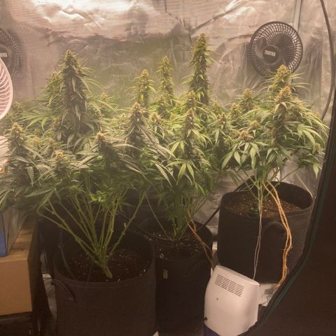 Wazilah growlog timeline photo