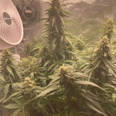 Wazilah growlog timeline photo