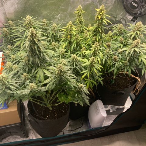 Wazilah growlog timeline photo