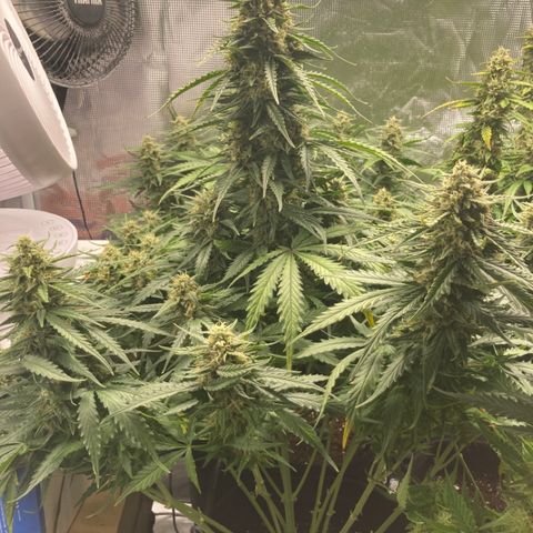 Wazilah growlog timeline photo