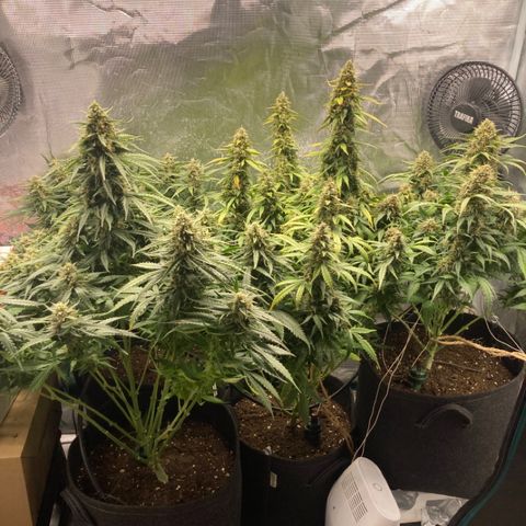 Wazilah growlog timeline photo