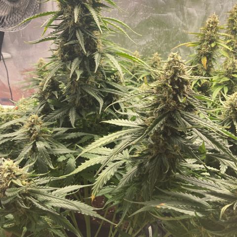 Wazilah growlog timeline photo