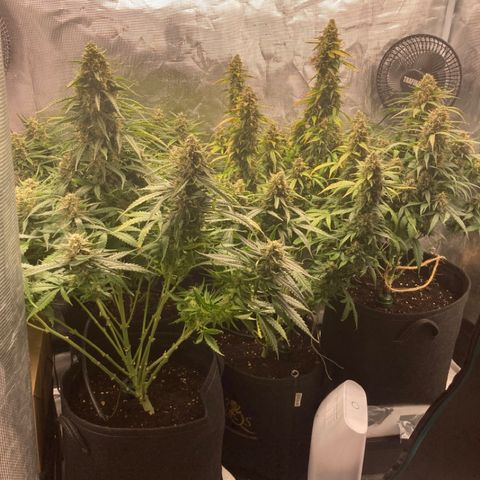 Wazilah growlog timeline photo