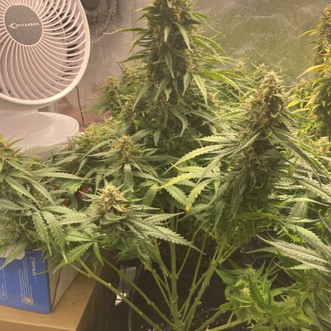 Wazilah growlog timeline photo