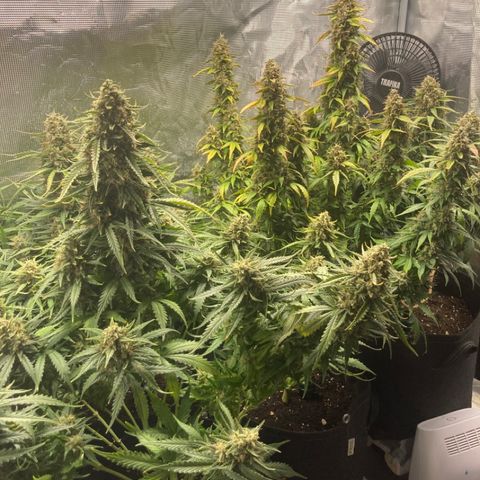 Wazilah growlog timeline photo