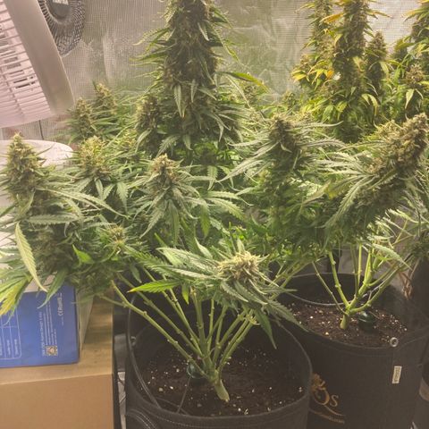 Wazilah growlog timeline photo