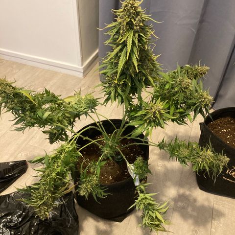 Wazilah growlog timeline photo