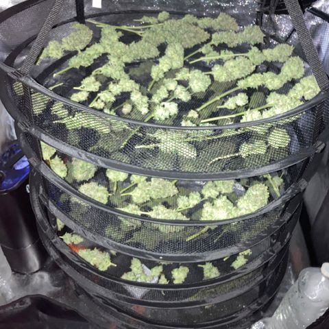 Wazilah growlog photo: Wazilah et ju