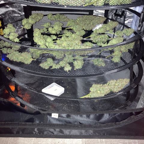 Wazilah growlog timeline photo