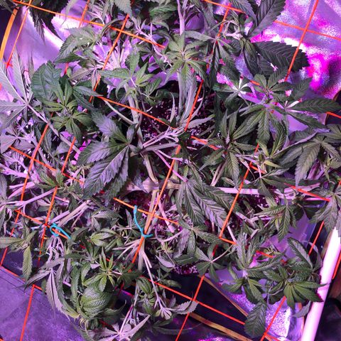 Blue dream 1 growlog photo: Immediately after installing SCROG net