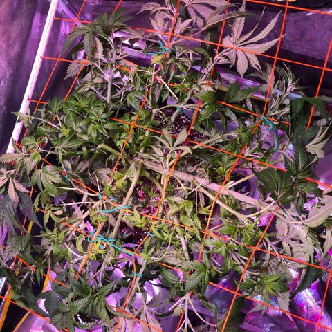 Blue Dream 2 growlog photo: Immediately after installing the SCROG net 