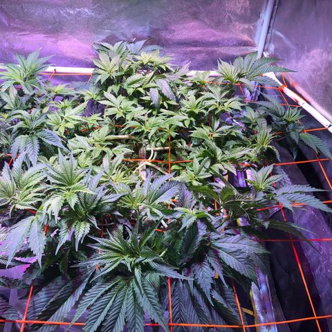 Blue Dream 2 growlog timeline photo