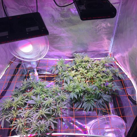 Blue Dream 2 growlog timeline photo