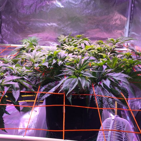Blue Dream 2 growlog timeline photo