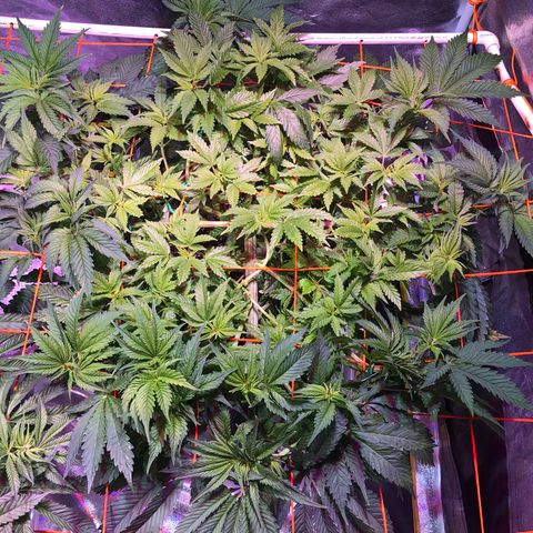 Blue Dream 2 growlog timeline photo