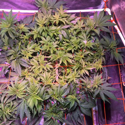 Blue Dream 2 growlog timeline photo
