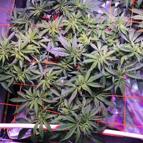 Blue dream 1 growlog timeline photo