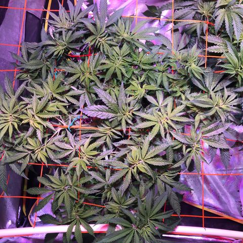 Blue dream 1 growlog timeline photo