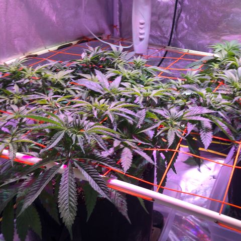 Blue dream 1 growlog timeline photo