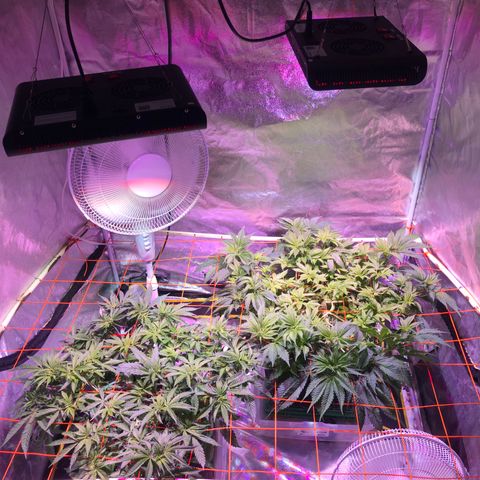 Blue dream 1 growlog timeline photo