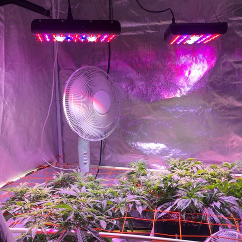 Blue dream 1 growlog timeline photo