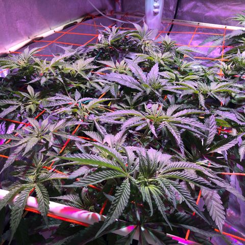 Blue dream 1 growlog timeline photo