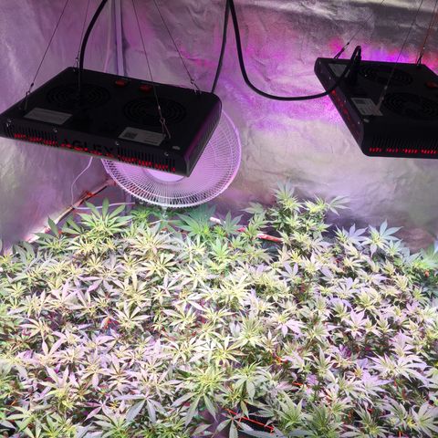 Blue dream 1 growlog timeline photo