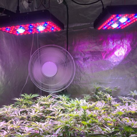 Blue dream 1 growlog timeline photo