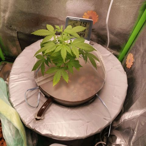 Auto White Widow growlog timeline photo