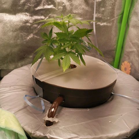 Auto White Widow growlog timeline photo