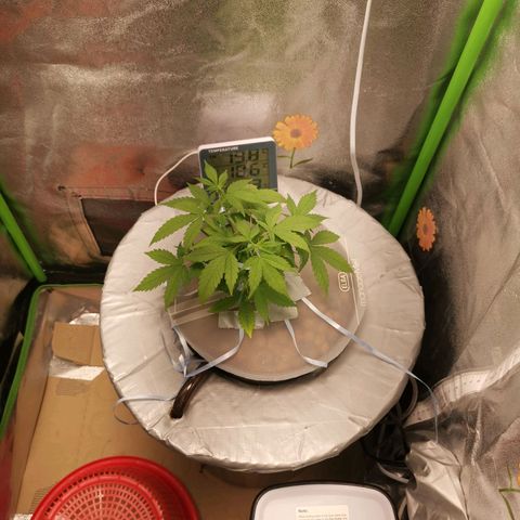 Auto White Widow growlog timeline photo
