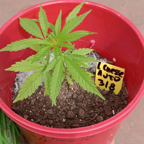 London Chesse XXL AUTO  1 growlog timeline photo