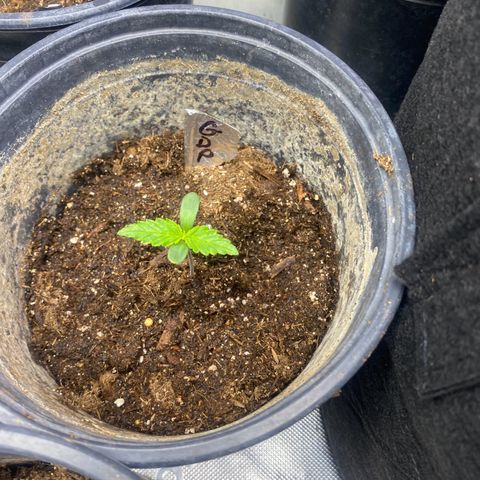 Baker bros  growlog timeline photo