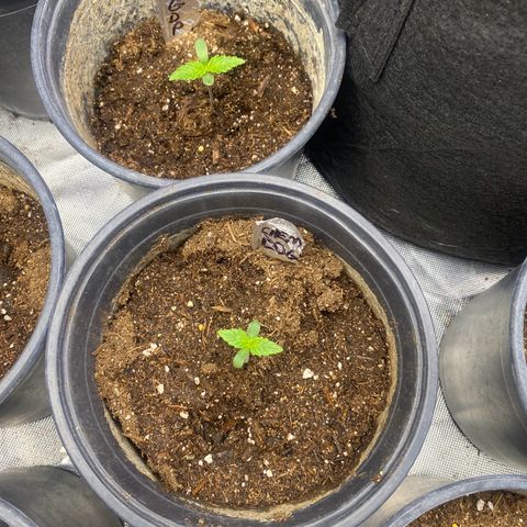 Baker bros  growlog timeline photo