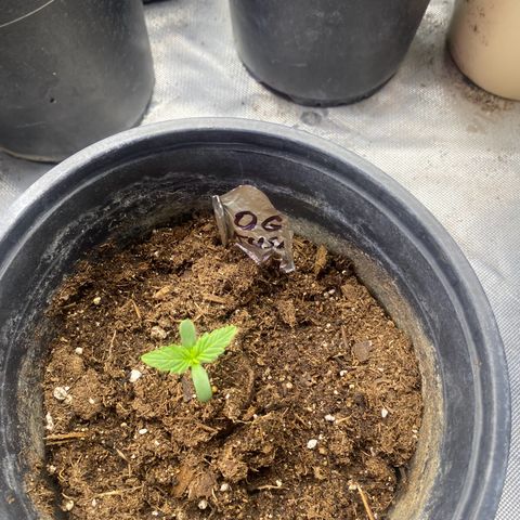 Baker bros  growlog timeline photo