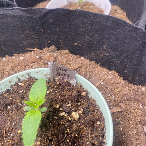 Baker bros  growlog timeline photo