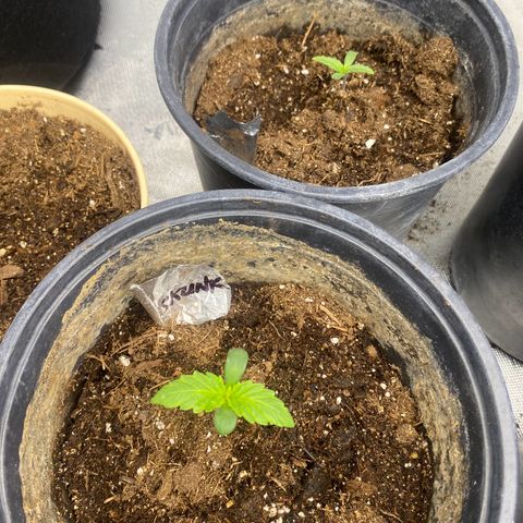 Baker bros  growlog timeline photo
