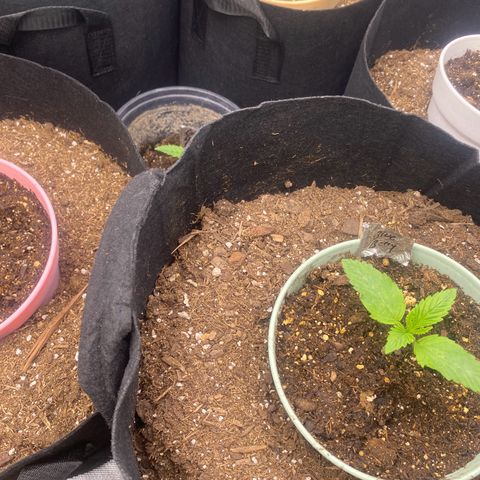 Baker bros  growlog timeline photo