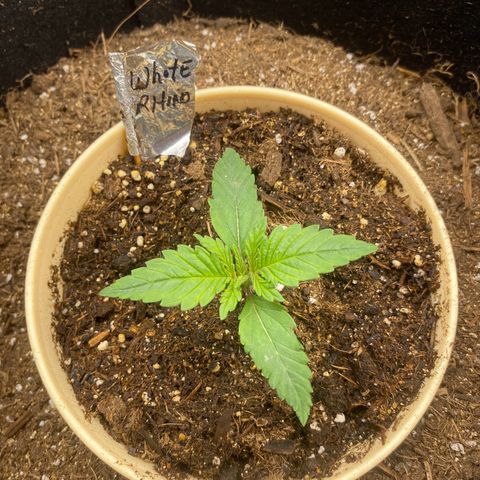 Baker bros  growlog timeline photo