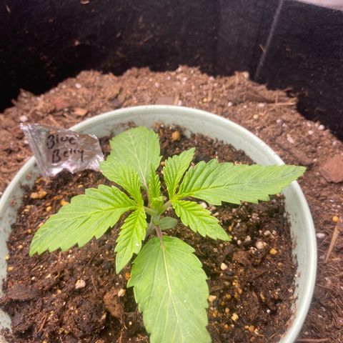 Baker bros  growlog timeline photo