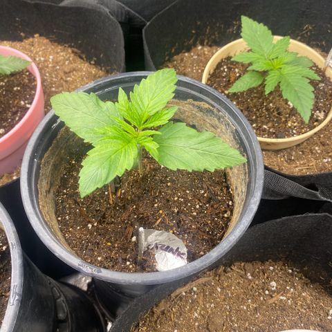 Baker bros  growlog timeline photo