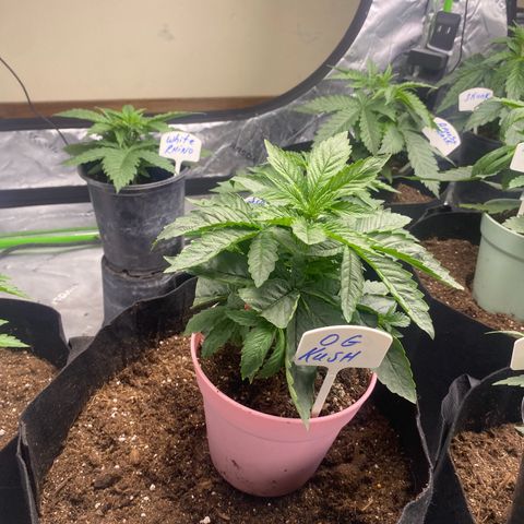 Baker bros  growlog timeline photo