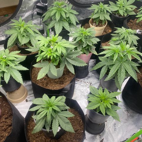 Baker bros  growlog timeline photo
