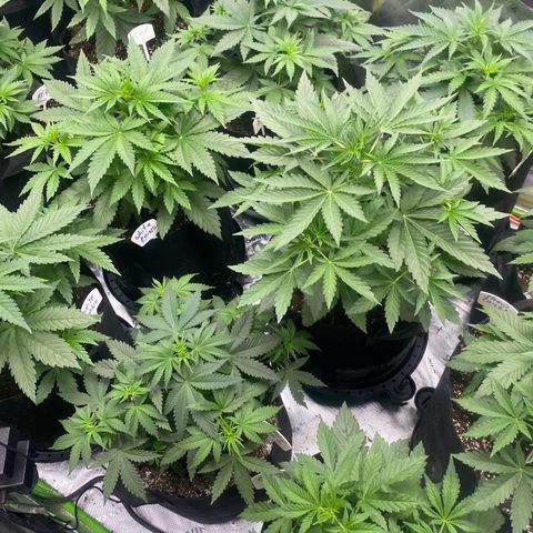 Baker bros  growlog timeline photo