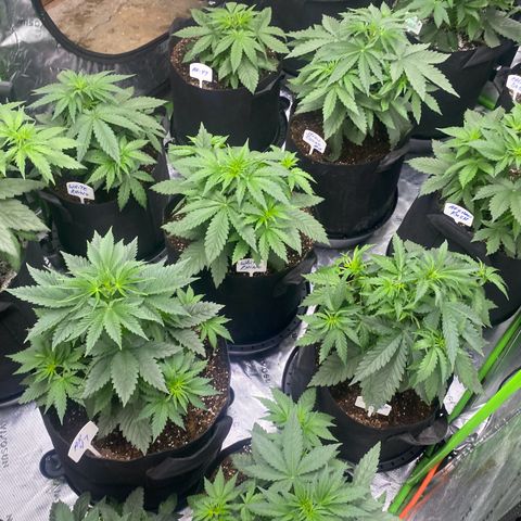Baker bros  growlog timeline photo