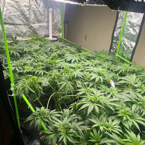 Baker bros  growlog timeline photo