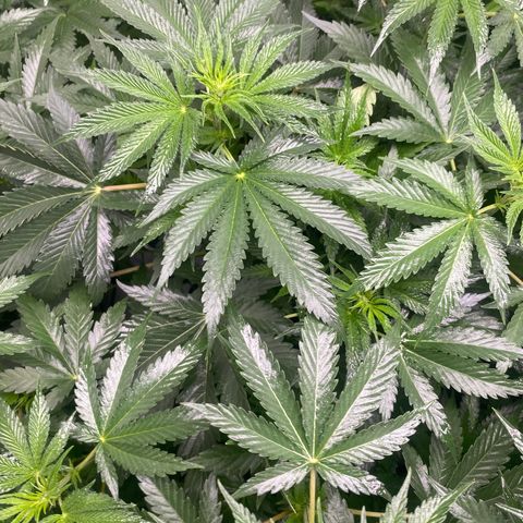 Baker bros  growlog timeline photo
